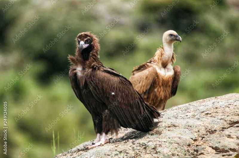 População de abutre-preto cresce timidamente em 2025