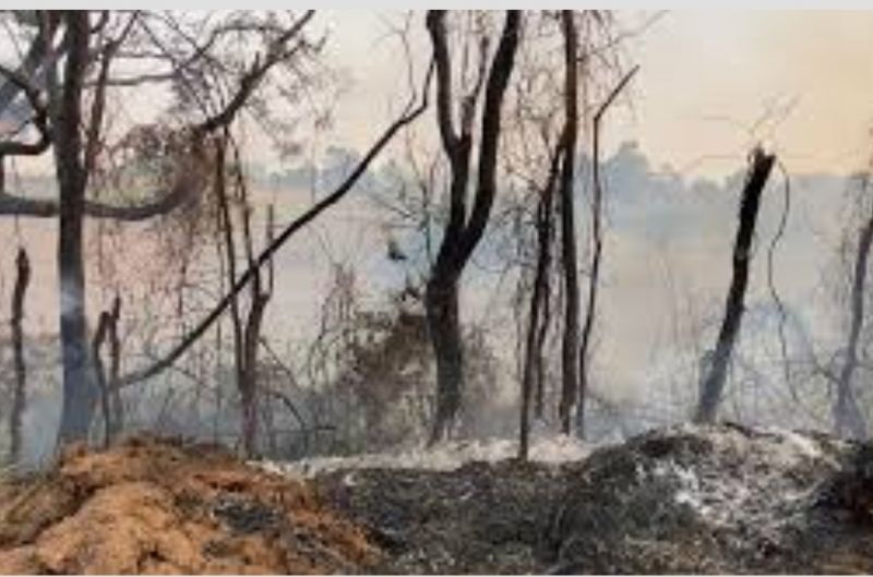 2025: Incêndios rurais devastaram a segunda área ardida mais elevada desde 2015